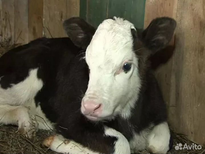 Теленок-бычок