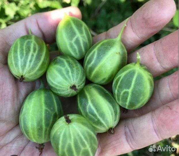 Крыжовник сажанцы зкс