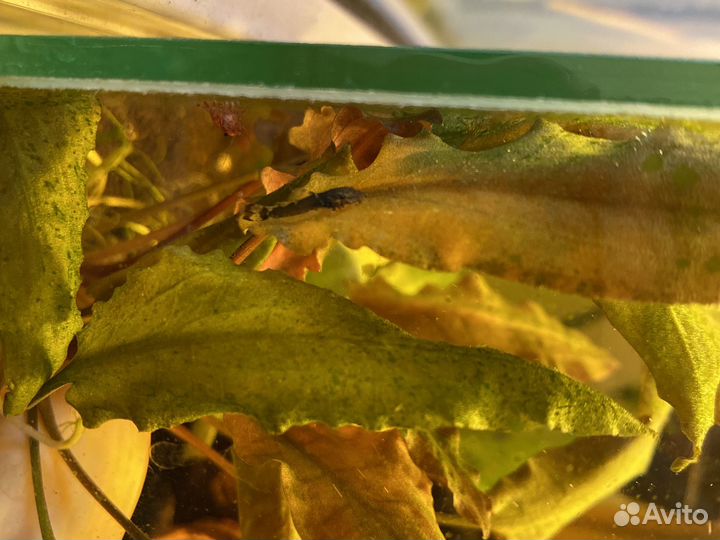 Сомики анциструсы