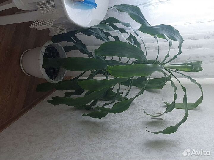 Пальма драцена