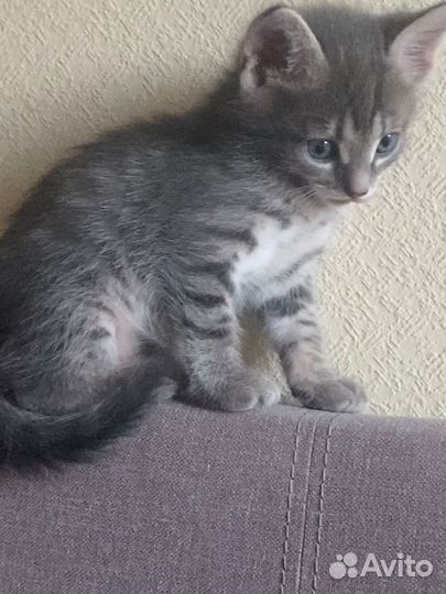 Котенок в добрые руки бесплатно, в дар