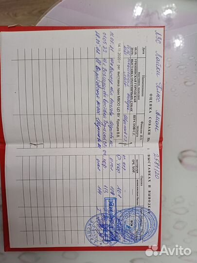 Щенки западно сибирской лайки