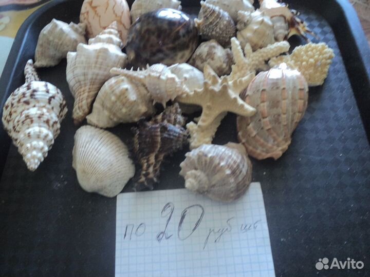 Ракушки для поделок