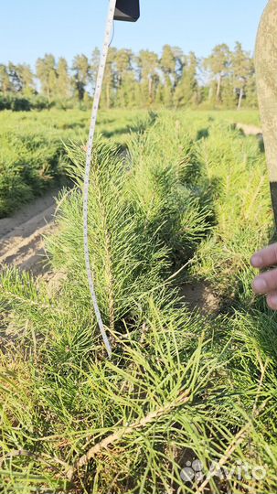 Саженцы сосны обыкновенной окс от производителя