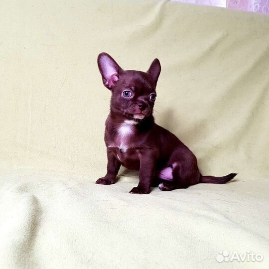 Чихуахуа мини