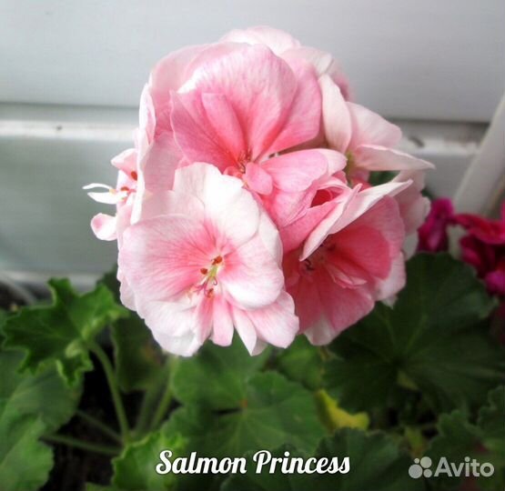 Пеларгонии сортовые 1