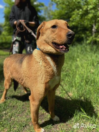 Спасите собаку из приюта