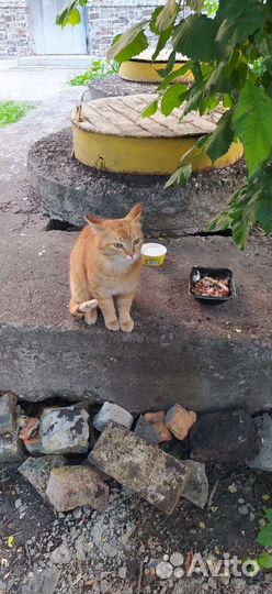 Отдам кота в добрые руки