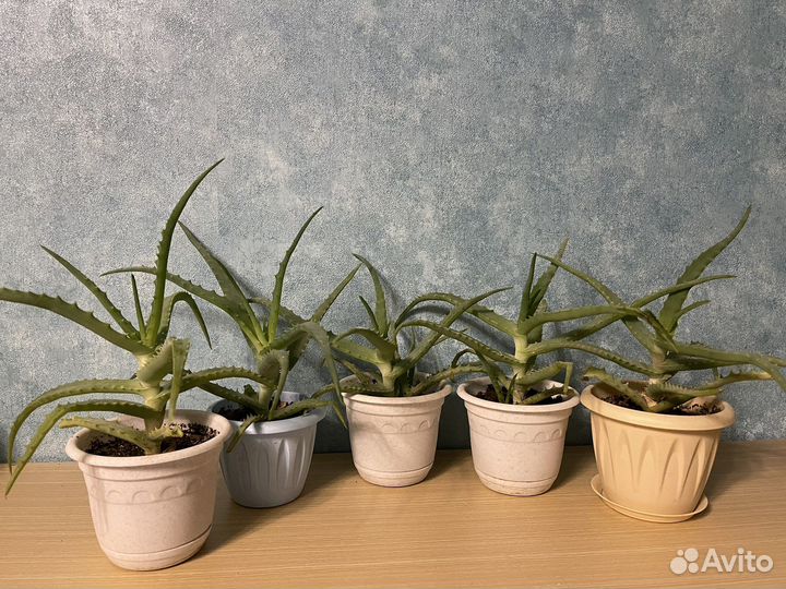 Цветок алоэ