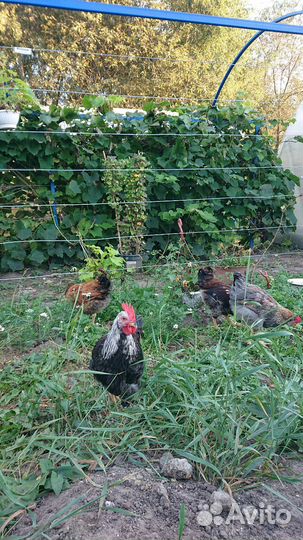 Молодые петушки