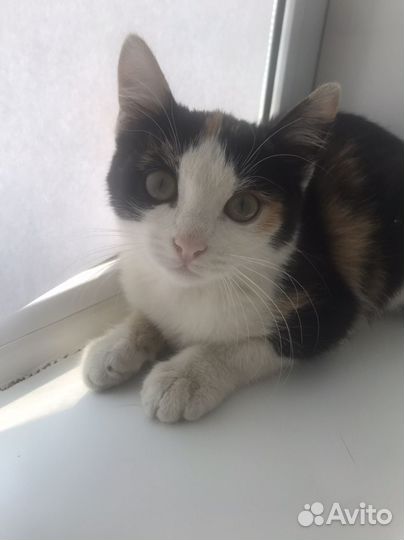 Кошки бесплатно