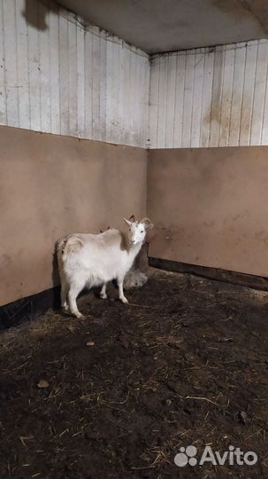 Козы, Овцы оптом