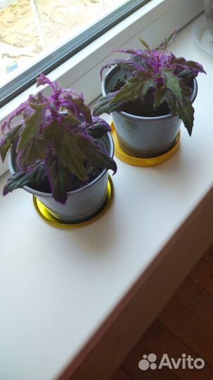 Гинура (синяя птица), Кактусы