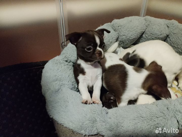 Шикарный мальчик чихуахуа