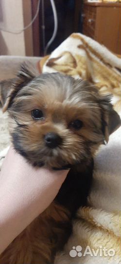 Щенок йорка