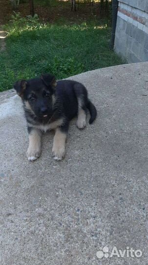 Щенки немецкой овчарки