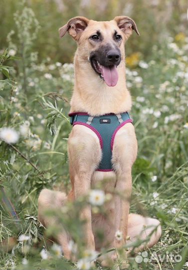 Метис малинуа в дар