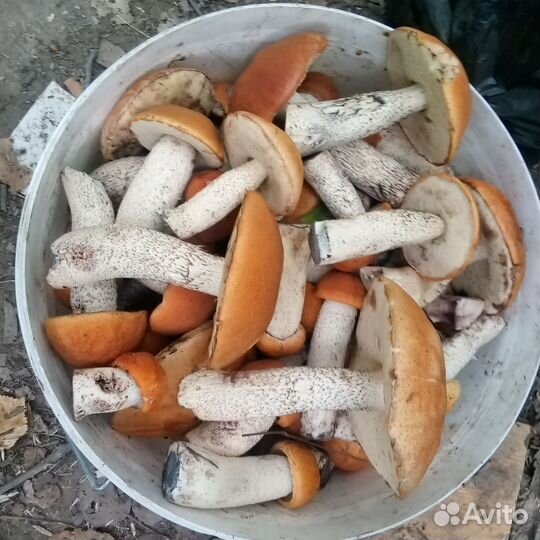 Грибы красноголовики и грузди