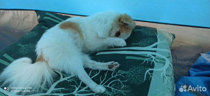 Померанский шпиц