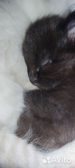 Котята в добрые руки 1 месяц сиамские