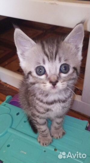 Кошка сфинкс бесплатно