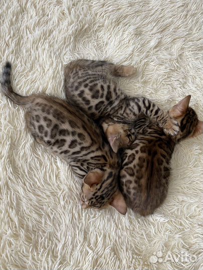Бенгальские котята