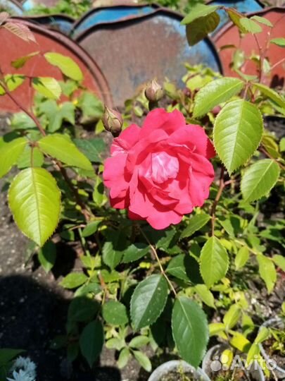 Кустовые розы саженцы