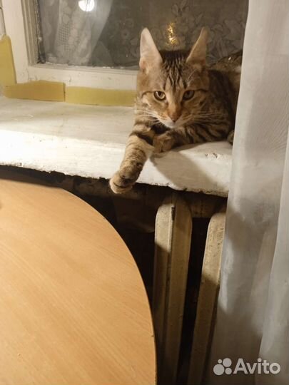 Котик бесплатно в добрые руки