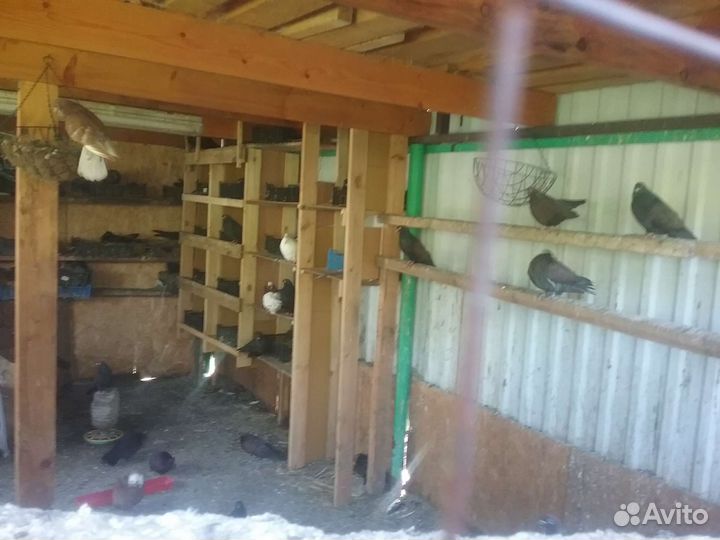 Продажа голубей