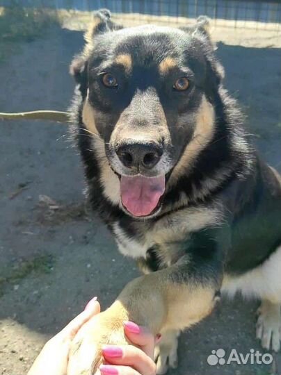 Собака Машенька в добрые руки