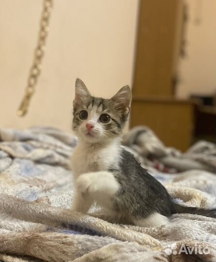 Отдам котенка мальчика