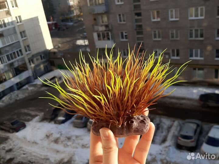 Аквариум круглый 5 л