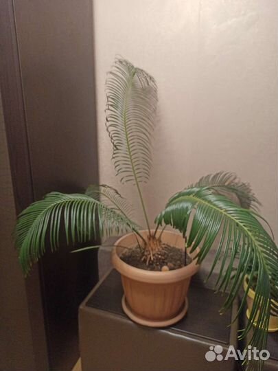 Пальма цикас