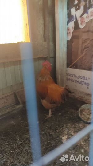 Петух брама