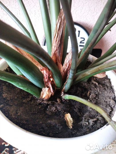 Замиокулкас