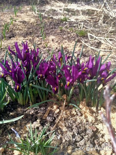 Подснежники сортовые