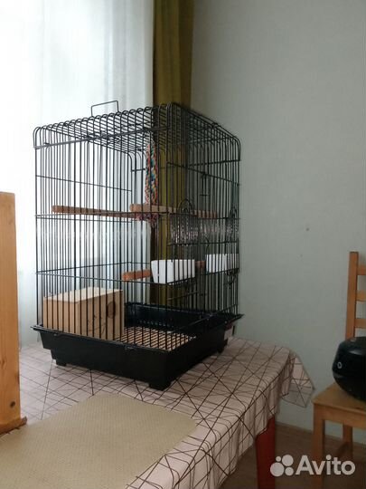 Попугай неразлучники с клеткой