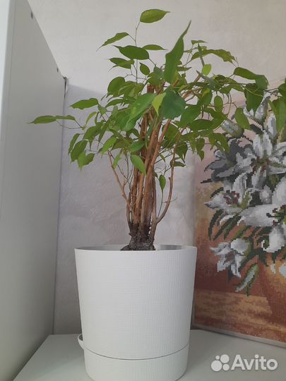 Фикус бенджамина
