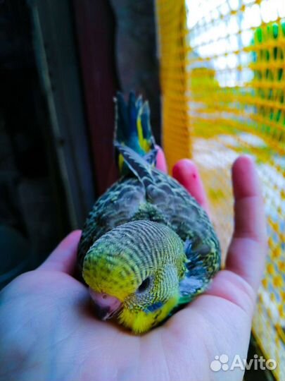 Птенцы выкармыши выставочного волнистого попугая