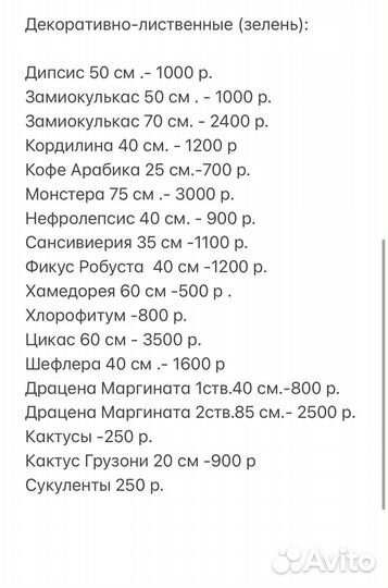 Комнатные цветы