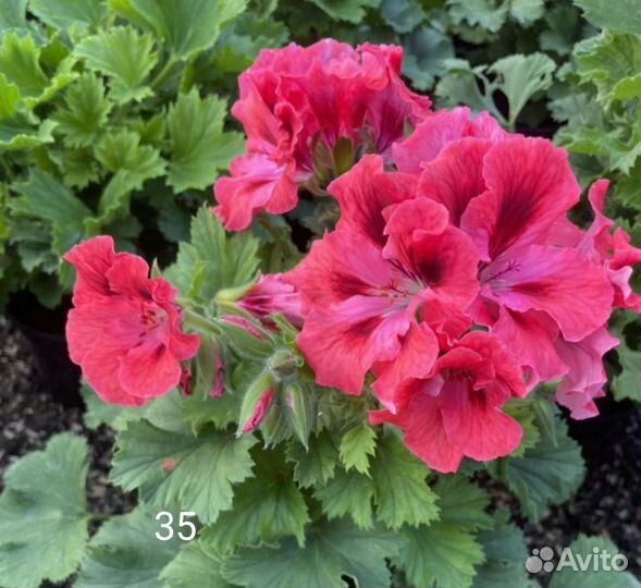 Пеларгония герань королевская
