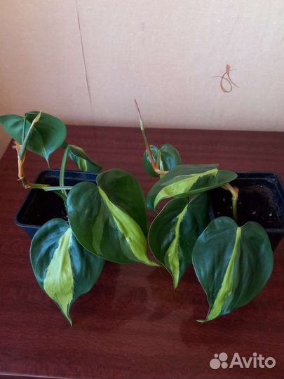 Церопегия вуда,сциндапсус энджой,филодендрон брази