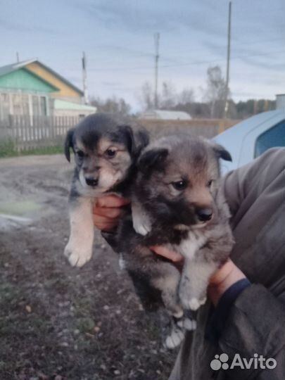 Собака в добрые руки отдам бесплатно