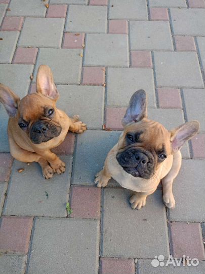 Два карапуза