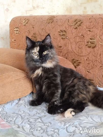 Кошечка подросток в добрые руки