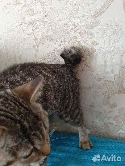 Кошки в добрые руки