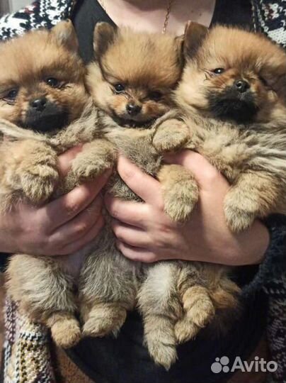 Щенки шпица