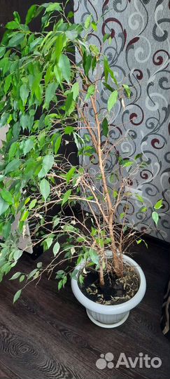 Бенджамина фикус