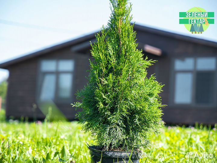 Туя Смарагд 1 м оптом и в розницу