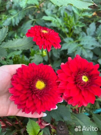 Георгины сортовые